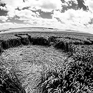 Avebury crop circle